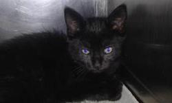 Domestic Short Hair - Black - Bear - Medium - Baby - Male - Cat
Bear is a 12 week old m/n kitten who is very curious and very playful. His mother is Angel who is only 9 months old and they are a delightful pair of joy.
CHARACTERISTICS:
Breed: Domestic