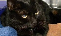 Domestic Short Hair - Black - Beatrix Kiddo*at Petsmart*
***AT PETSMART***Hi, my name is Beatrix Kiddo! I'm a beautiful, 4 year old, spayed female black cat. I'm sweet and gentle and I like to be petted and cuddled. I'm a little shy around new people. I