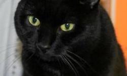 Domestic Short Hair - Black - Billie Jean - Medium - Adult
Billie Jean was found as a stray, and when she first arrived she was pretty nervous. With a lot of attention, she has come out of her shell, and she is a really sweet cat. She is very quiet and