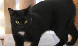 Domestic Short Hair - Black - Bingley - Medium - Adult - Male
Bingley is a 1-2 year old fun loving and playful cat. He was left abandoned outdoors when his owner moved away. Luckily, a neighbor knew he was outside and helped catch him and bring him into