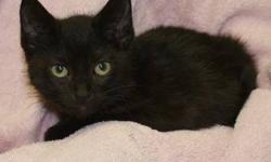 Domestic Short Hair - Black - Black Velvet - Medium - Baby
Who would have thought this scrawny, stray kitten found outside would become this shiny beauty, and sports a super soft coat. She is very cat friendly, and even likes the dogs ? at a bit of a