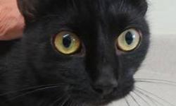 Domestic Short Hair - Black - Blacky - Medium - Baby - Female
(No. 300) I'm called Blacky because I'm all black of course! I'm a little 6 month old female with striking yellow eyes. I'm was very frightened at the shelter when I first came here, but I