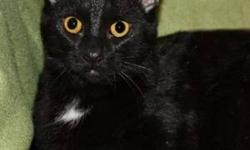 Domestic Short Hair - Black - Bob - Medium - Adult - Male - Cat
Bob is a stray
Unfortunately, not all animals that are surrendered to our Humane Society have histories. Please come visit Bob at the Humane Society of Wayne County and learn about him