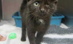 Domestic Short Hair - Black - Boo - Medium - Baby - Female - Cat
Name:Boo
Breed: Female, Domestic Short Hair
DOB:July 18, 2012
Adoption Fee: $149
Hey guys!! A very nice lady found me at her husbands shop and took care of me until she brought me here to
