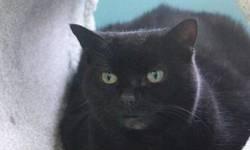 Domestic Short Hair - Black - Brigid - Medium - Adult - Female
Adult female DSH. She's a sweet girl who loves to be petted and play with toys. She reaches out from her cage in the hope that you will stop and see what a beautiful and loving girl she is.