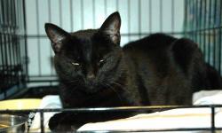 Domestic Short Hair - Black - Brigid - Medium - Adult - Female
Adult female DSH. She's a sweet girl who loves to be petted and play with toys. She reaches out from her cage in the hope that you will stop and see what a beautiful and loving girl she is.