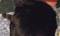 Domestic Short Hair - Black - Cher - Medium - Adult - Female
Cher was found with her buddy Sonny, at the Lake Placid Sunoco. A group of cats and kittens were living outdoors, nearby the gas station, and people had been feeding them. As winter approached,