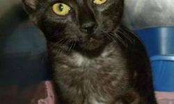 Domestic Short Hair - Black - Chloe*at Petsmart* - Medium
***AT PETSMART***Hi, my name is Chloe! I'm a very pretty 6 month old spayed female black kitten. I have very unusual fur--my undercoat is white! I'm very outgoing and friendly and I love to