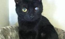 Domestic Short Hair - Black - Cloudy - Medium - Young - Male
Cloudy can see very well, so he does not have any special needs. He is brothers with Thunder. Email [email removed] or call Al at 631 278 3994. SAVES requests a $60 adoption fee.