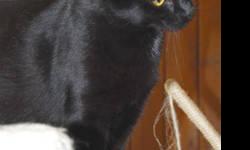 Domestic Short Hair - Black - Cole - Medium - Adult - Male - Cat
I am a friendly and affectionate boy about 3 years old who came to the shelter because my people took in too many cats and could not keep all of us. I am blind in my right eye and it looks a