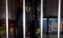 Domestic Short Hair - Black - Coretta - Small - Baby - Female
A good samaritan picked Coretta off a busy highway. She had a degloving injury to her chin and a laceration on the inside of one of her back legs. We certainly don't know how she obtained these