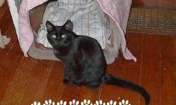 Domestic Short Hair - Black - Coyote - Medium - Adult - Female
My name is Coyote, and I am a cat with a higher purpose, looking for a similarly high-minded home. Sure, go ahead and take one of those kittens who may just grow up and sleep in a corner. It's