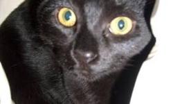 Domestic Short Hair - Black - Cuddles - Medium - Young - Female
Cuddles and Socks were found in an abandoned house on a busy highway. A nice neighbor was watching the kittens and realized one day that the mommy cat had not come back, so she trapped the
