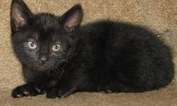 Domestic Short Hair - Black - Dai - Medium - Baby - Male - Cat
I promised the mom cat when she gave birth that I would try and place all of her kittens into good homes, even the black one. That was a hard promise to make because no one likes to adopt