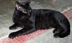 Domestic Short Hair - Black - Domino - Small - Young - Male
Name:Domino
Breed:Male, Domestic Short Hair
DOB: August of 2012
Adoption Fee: $159
Hey everyone! I was found as a stray outside of a pizzeria place (Dominos,) Hence the name. I was way to