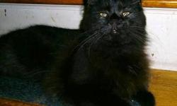 Domestic Short Hair - Black - Drake - Small - Young - Male - Cat
Drake is an amazing boy who likes the company of other kitties. He loves water and will help you when doing the dishes LOL. He's not much of a lap kitty except for those "private bathroom