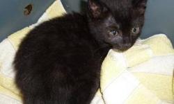 Domestic Short Hair - Black - Ebony - Medium - Baby - Female
Ebony is the only kitty that survived in her litter She is an adorable all black extremely playful kitten. She was very sick with an upper respiratory Infection causing her left eye to remain