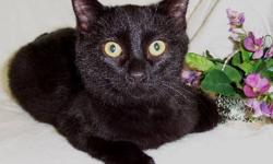 Domestic Short Hair - Black - Ebony - Small - Adult - Female
Name:Ebony
Breed: Neutered Male, Domestic Short Hair
DOB: January of 2004
Adoption Fee: $75
Hello everybody!! I showed up on some ones door step hoping to get fed and get inside out of the
