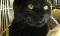 Domestic Short Hair - Black - Eden*at Petsmart* - Medium - Adult
***AT PETSMART***Hi, my name is Eden! I'm a beautiful spayed female black kitty. I'm sweet and loving and I enjoy getting attention. I get along well with other cats. I came to the shelter