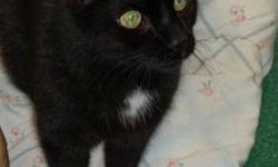 Domestic Short Hair - Black - Elvis - Large - Senior - Male
Elvis has entered the building! This gentleman likes to talk and has a huge motor.
CHARACTERISTICS:
Breed: Domestic Short Hair-black
Size: Large
Petfinder ID: 23154345
ADDITIONAL INFO:
Pet has