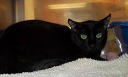 Domestic Short Hair - Black - Fudge - Medium - Young - Male
Fudge was born in the summer of 2012. He has piercing gold eyes and a shiny black coat. Fudge has typical kitten energy and will make a great addition to a home.
CHARACTERISTICS:
Breed: Domestic