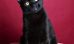 Domestic Short Hair - Black - Georgie - Medium - Adult - Male
Hey there Georgie boy! Georgie is now happily eating, playing and resting at the shelter. He was rescued from a very rough area, hiding behind a laundromat in a nearby town. Although scared, he