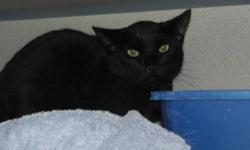 Domestic Short Hair - Black - Gizmo - Medium - Adult - Male
Gizmo is really the 3rd of what are like triplets (Zoey, Mikey and Gizmo.) they were rescued/surrendered with 5 other cats in Spring of 2012. These cats are very socialized now. It's actually