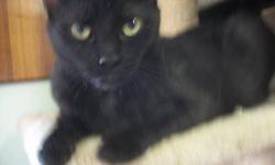 Domestic Short Hair - Black - Gretchen - Medium - Adult - Female
I am the Queen and I demand that all subjects bow before me! Nah, not really... I am actually a very friendly girl named Gretchen who greatly enjoys being pet and scratched. All forms of