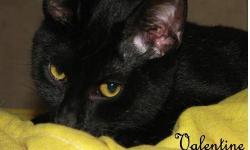 Domestic Short Hair - Black - Guinevere - Small - Adult - Female
GUINEVERE is a female domestic shorthair with silky black hair, ~1 year old. Very social, friendly and inquisitive. Guinevere will be spayed before leaving the shelter with her adopters. If