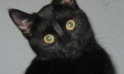 Domestic Short Hair - Black - Hattie - Medium - Young - Female
Hattie along with her two black sisters are still waiting for someone to care. They were born black but really don't see things in color like people do. They are some of the sweetest kittens