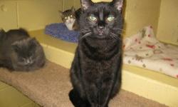 Domestic Short Hair - Black - Hercules - Small - Young - Male
Hercules is a little shy, but give him a chance to warm up and he'll be your best friend! Hercules came with his brother Zeuss, and they are a beautiful pair that plays well with everyone!
