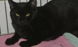 Domestic Short Hair - Black - Inky - Medium - Baby - Male - Cat
Don't let the black cat superstition fool you. At 6 weeks old Inky is sweet and gentle and loves to play with his sisters Mandy and Lily. He is full of mischief and loves to chase his toys