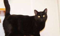 Domestic Short Hair - Black - Jerry - Large - Young - Male - Cat
Jerry was adopted from PHS last summer as a kitten... unfortunately he had a few homes since then (no fault of his own!) and now is back at the shelter. He is a very large handsome boy,