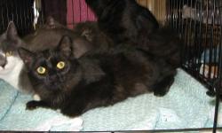 Domestic Short Hair - Black - Jillian - Medium - Young - Female
This mom cat is now ready to find her own home.
Born in 2011, she is a petite, chatty, sociable kitty who seems to get along with other cats well.
CHARACTERISTICS:
Breed: Domestic Short