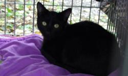 Domestic Short Hair - Black - Kane - Medium - Young - Male - Cat
CHARACTERISTICS:
Breed: Domestic Short Hair-black
Size: Medium
Petfinder ID: 25522820
ADDITIONAL INFO:
Pet has been spayed/neutered
CONTACT:
Herkimer County Humane Society | Mohawk, NY |