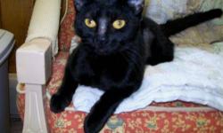 Domestic Short Hair - Black - Kato - Medium - Young - Female
A VERY SWEET KITTY LOOKING FOR A LOVING HOME. CAME WITH BROTHER WHO ALSO IS A BLACK AND IS A MALE. GETS ALONG WELL WITH OTHERS IN SHELTER.
CHARACTERISTICS:
Breed: Domestic Short Hair-black
Size: