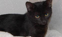 Domestic Short Hair - Black - Kit Kat - Medium - Young - Male
CHARACTERISTICS:
Breed: Domestic Short Hair-black
Size: Medium
Petfinder ID: 23802243
ADDITIONAL INFO:
Pet has been spayed/neutered
CONTACT:
North Country Animal Shelter | Malone, NY |