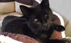 Domestic Short Hair - Black - Laurel - Small - Adult - Female
Laurel is a sweet and friendly little girl looking for her forever home. Please contact Barb at 315-343-2959 for more info.
CHARACTERISTICS:
Breed: Domestic Short Hair-black
Size: Small