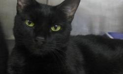 Domestic Short Hair - Black - Licorice - Medium - Adult - Female
Licorice has fur as soft as a bunny. She and Flower are the best of friends. She is a bit shy at first but once she feels comfortable we think that she would be very happy in a quieter house