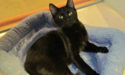 Domestic Short Hair - Black - Licorice - Medium - Adult - Female
Licorice is as sweet as her name! She is not a pushy cat and will gently come up to you and love you, then be on her way. She is about 2 years old. Sadly she came to us as a stray, so we do
