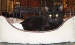 Domestic Short Hair - Black - Lulu - Medium - Baby - Female
Lulu is a special 11 weeks old very playful female kitten. She loves to play and purrs up a storm. She is also great with other cats and kitten.
Please call Joan at 718 671-1695 for more