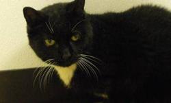Domestic Short Hair - Black - Magik - Medium - Adult - Female
Magik came to PHS as a stray. She was wandering around until someone brought her here to the shelter. Magik is a small little cat but she has a big heart! Looking for a snuggle buddy? Magik is
