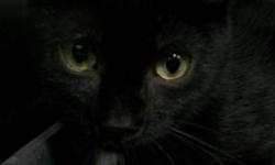 Domestic Short Hair - Black - Marilyn - Small - Young - Female
Name: Marilyn
Breed: Spayed Female, Domestic Short Hair
DOB: August 31st, 2012
Adoption Fee: $159
Hello everyone!! I was born and raised in a home with all my siblings, but once we were old