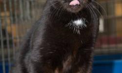 Domestic Short Hair - Black - Meeshu - Medium - Adult - Male
Meeshu is a quiet, gentle soul looking for a home of his own. Although he is shy, Meeshu would do well in a home with other animals, especially cats. Because he has no teeth, Meeshu does require