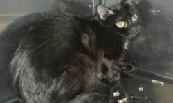 Domestic Short Hair - Black - Midnight - Large - Young - Male
Midnight is approx. 1-2 years old. He is neutered, and FLV/FIV negative. He is friendly and affectionate towards his fosterers, but will take some time to warm up to a new environment and new