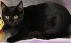 Domestic Short Hair - Black - Midnight - Medium - Young - Male
Midnight came to the Shelter as a stray. He is a young boy. He is up-to-date with age-appropriate vaccinations, is negative for FIV/FeLV, and he is neutered.
CHARACTERISTICS:
Breed: Domestic