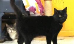 Domestic Short Hair - Black - Midnight - Small - Young - Female
2 yr old very friendly black cat , she can be a little grouchy with the other cats but is housed in a room with others with no real fighting , a hiss or growl here or there is all .