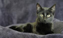 Domestic Short Hair - Black - Moon - Small - Young - Female
Moon is a cute little 6 month old female.
CHARACTERISTICS:
Breed: Domestic Short Hair-black
Size: Small
Petfinder ID: 25390773
ADDITIONAL INFO:
Pet has been spayed/neutered
CONTACT:
Hi-Tor Animal