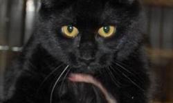 Domestic Short Hair - Black - Morsel - Medium - Baby - Female
Morsel: This pretty, petite little girl is definitely going to be a personal assistant to her people - she loves to help with everything. She especially loves playing with her toy mouse - as