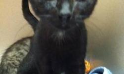 Domestic Short Hair - Black - Mystique - Small - Baby - Male
Mystique and his brother Max were found near a highway entrance in November. They were very sick with upper respiratory infections. They have a come a long way and are now happy little guys.